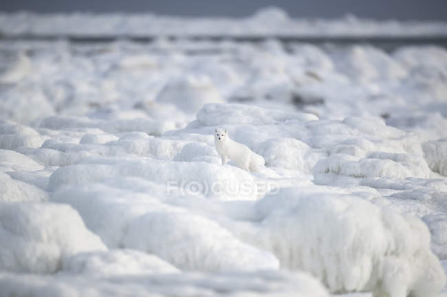Volpe artica (Vulpes lagopus) che cammina attraverso i blocchi di ghiaccio sulla baia di Hudson; Churchill, Manitoba, Canada — Foto stock