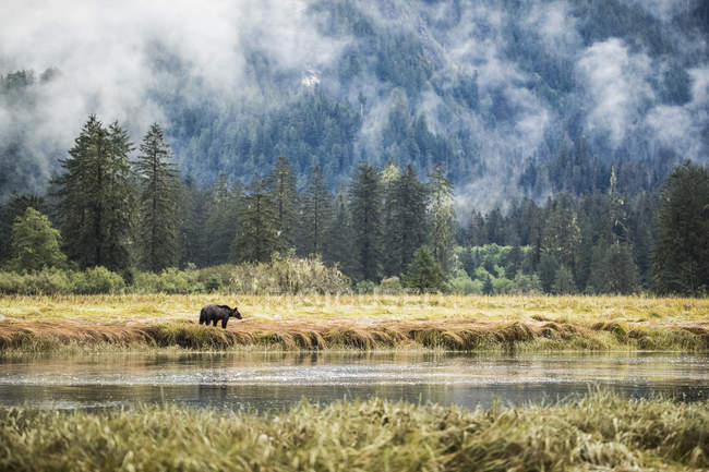 Orso grizzly (Ursus arctos horribilis) che cammina nella zona di marea della foresta pluviale del Grande Orso; Hartley Bay, Columbia Britannica, Canada — Foto stock