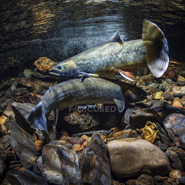 Dolly Varden (southern form; Salvelinus malma lordi) male crosses over a female as part of courtship in an Alaskan stream during autumn; Alaska, United States of America — Stock Photo