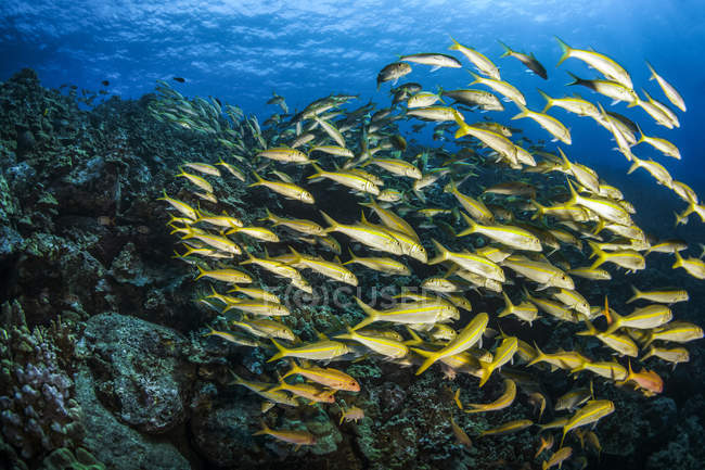 School Of Goatfish; Island of Hawaii, Hawaii, United States of America — Stock Photo