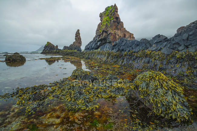 The low tide reveals a lush world of life under the water along the Strandir Coast; Djupavik, West Fjords, Iceland — Stock Photo