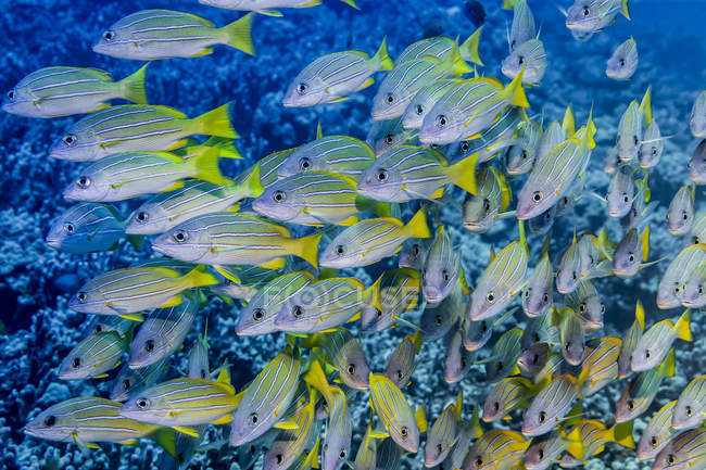 School of Bluestripe Snappers (Lutjanus kasmira) that was photographed underwater while scuba diving the Kona Coast; Island of Hawaii, Hawaii, United States of America — Stock Photo