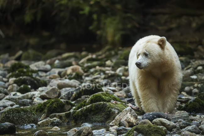 Kermode Bear (Ursus americanus kermodei), noto anche come Spirit Bear, pesca in un torrente nella foresta pluviale Great Bear; Hartley Bay, British Columbia, Canada — Foto stock