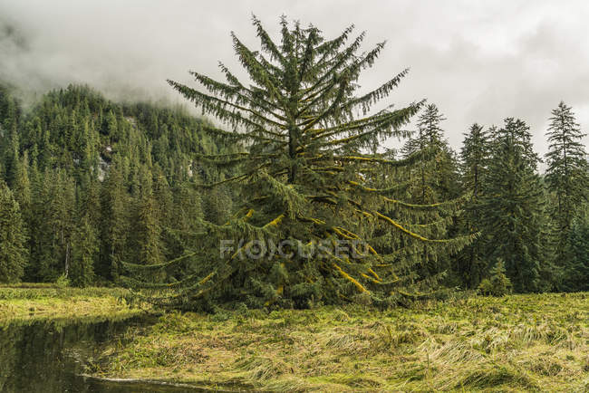 Moody landscape of low cloud over the Great Bear Rainforest, Hartley Bay, British Columbia, Canadá - foto de stock