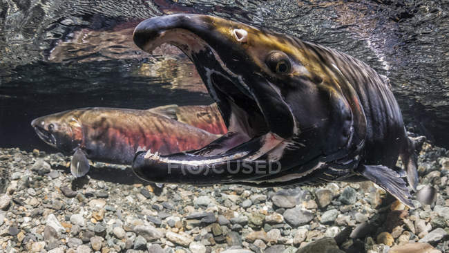 Pour inciter son partenaire à frayer, un saumon coho mâle, également connu sous le nom de saumon argenté (Oncorhynchus kisutch), s'engouffre dans un ruisseau de l'Alaska à l'automne ; Alaska, États-Unis d'Amérique — Photo de stock