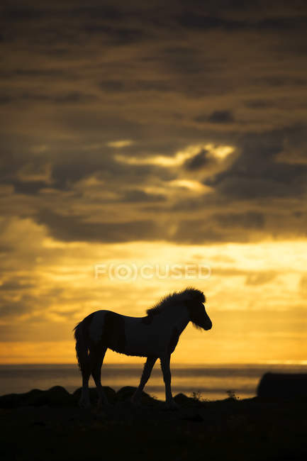 Silhueta de um cavalo islandês caminhando ao longo do oceano ao pôr do sol; Hofsos, Islândia — Fotografia de Stock