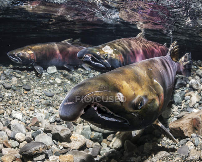 Salmón Coho, también conocido como Salmón de Plata (Oncorhynchus kisutch) contendientes macho alfa (hembra de fondo) en un arroyo de Alaska durante el otoño; Alaska, Estados Unidos de América - foto de stock
