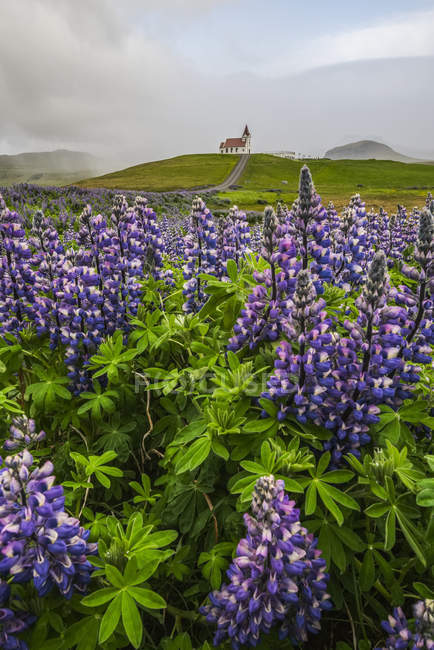 Wild lupines growing in the countryside of Iceland under dramatic skies and a road leading to a church in the distance, Snaefellsness Peninsula; Iceland — Stock Photo