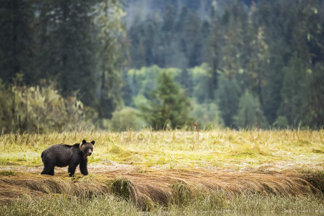Медвежонок гризли (Ursus arctos horribilis), идущий по траве в тропическом лесу Большого Медведя; залив Хартли, Британская Колумбия, Канада — стоковое фото