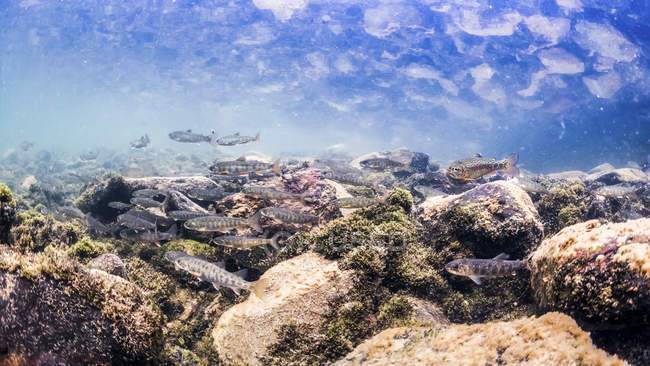 Juvénile dolly varden omble nageant sous l'eau — Photo de stock