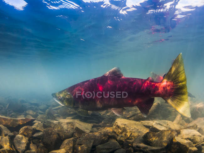 Sockeye salmón peces nadando bajo el agua - foto de stock