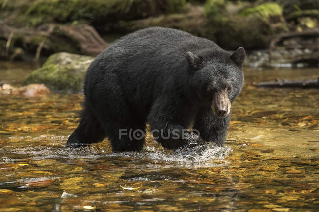 Urso negro (Ursus americanus) pesca na Grande Floresta Ursa; Hartley Bay, Colúmbia Britânica, Canadá — Fotografia de Stock