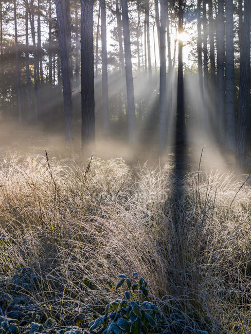 Sunbeams shine through silhouetted trees to a frosty ground, Esher Commons, Surrey, England — Stock Photo