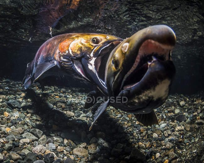 A male Coho Salmon (also known as Silver Salmon, Oncorhynchus kisutch) bites another for the right to be an alpha male in an Alaskan stream during the autumn; Alaska, United States of America — Stock Photo