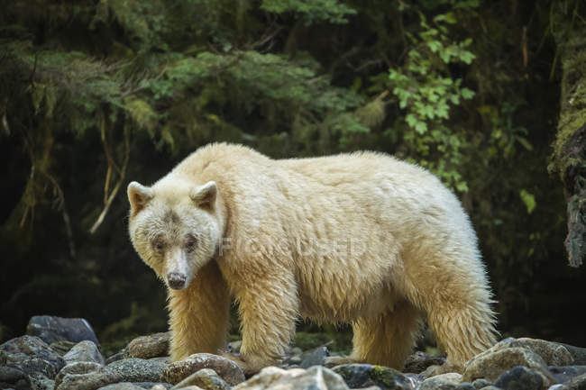 Urso Espírito, ou Urso Kermode (Ursus americanus kermodei) pesca na Grande Bear Rainforest; Hartley Bay, British Columbia, Canadá — Fotografia de Stock