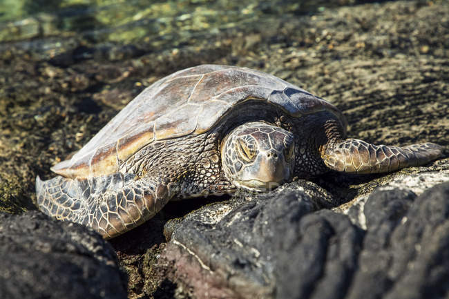 Гавайская зеленая морская черепаха (Chelonia mydas), отдыхающая на скалах лавы в заливе Колу, Южное побережье Кохала; остров Гавайи, Гавайи, Соединенные Штаты Америки — стоковое фото