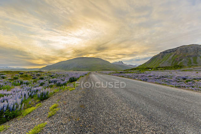 Blick auf den Sonnenuntergang hinter der breiten offenen Straße, die durch Felder mit lila Lupinenblüten und Berglandschaft verläuft, Island — Stockfoto