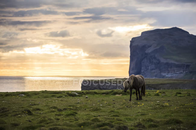 Cheval islandais marchant le long de l'océan au coucher du soleil ; Hofsos, Islande — Photo de stock