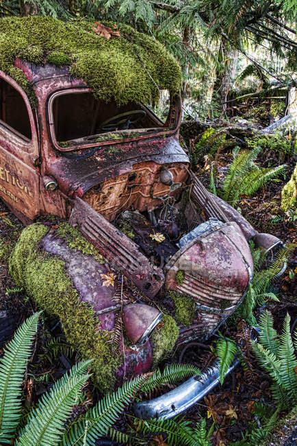 Arty image of derelict motor car in a ditch overgrown with moss and ferns, Vancouver Island, British Columbia, Canada — Stock Photo