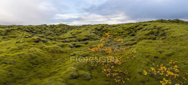 Imagen panorámica de lava cubierta de musgo a lo largo de la costa sur de Islandia; Islandia - foto de stock