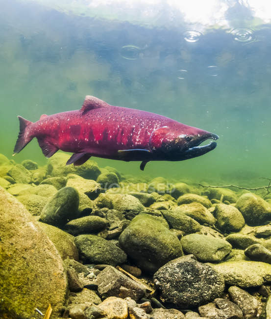 Saumon quinnat, également connu sous le nom de saumon roi (Oncorhynchus tshawytscha) dans un cours d'eau de l'Alaska pendant l'été ; Alaska, États-Unis d'Amérique — Photo de stock