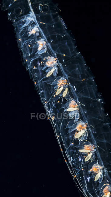Underwater фотографують передбачуваний Siphonophore видів Agalma okeni взяті під час підводне занурення Блекуотер (bluewater вночі) у берегів Kona, великий острів, Гаваї, влітку; Острів Гаваях, Гаваї, США — стокове фото