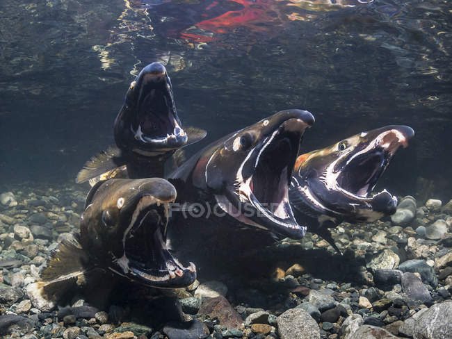 Saumon coho, également connu sous le nom de saumon argenté (Oncorhynchus kisutch) en train de frayer dans un ruisseau de l'Alaska à l'automne ; Alaska, États-Unis d'Amérique — Photo de stock