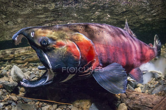 Coho лосося, також відомий як срібло лосося (Тихоокеанський лосось kisutch) в акті нерест в Алясці потоку під час восени; Аляска, Сполучені Штати Америки — стокове фото