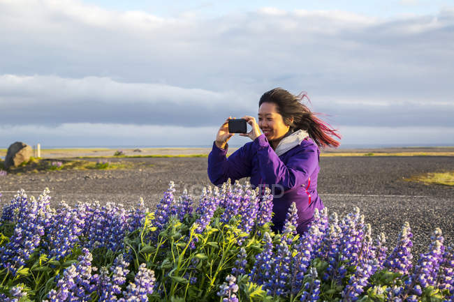 Азіатські жінки мандрівник беручи картина малювати lupine квіти на вітряний день, Ісландія — стокове фото