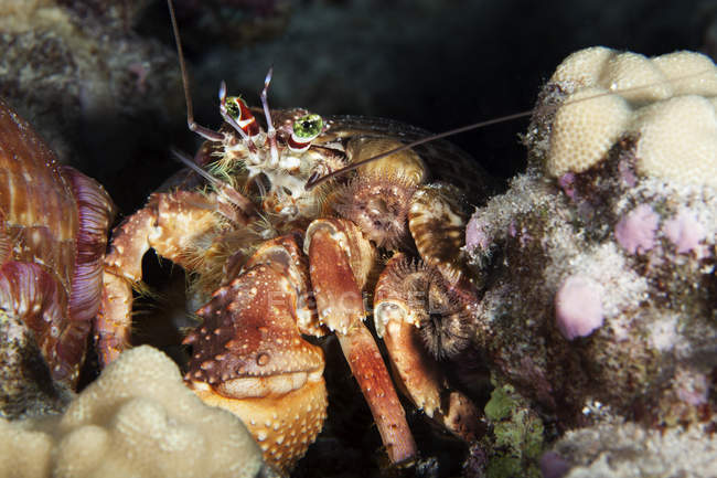 Crabe des Anénomes (Dardanus gemmatus) ; île d'Hawaï, Hawaï, États-Unis d'Amérique — Photo de stock