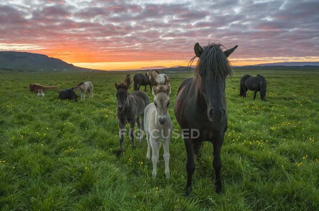 Chevaux islandais marchant dans un champ d'herbe au coucher du soleil ; Hofsos, Islande — Photo de stock