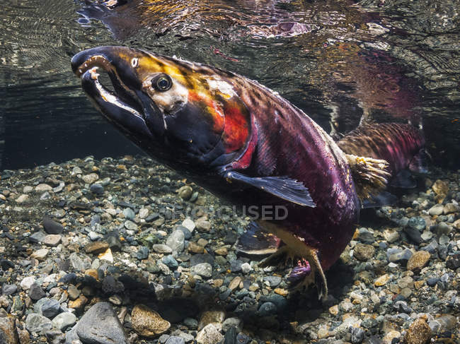 Salmón Coho macho, también conocido como salmón de plata (Oncorhynchus kisutch) con cicatrices de batalla de la lucha con otros machos sobre los derechos de desove en un arroyo de Alaska durante el otoño; Alaska, Estados Unidos de América - foto de stock