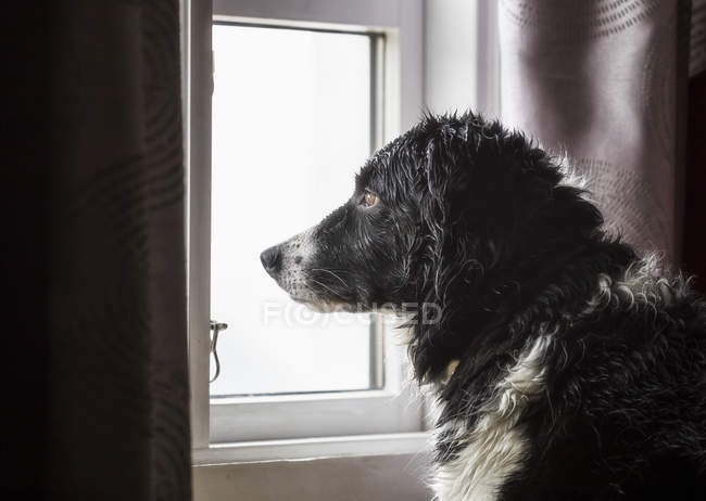 Dog looking out a window; Djupavik, West Fjords, Islândia — Fotografia de Stock