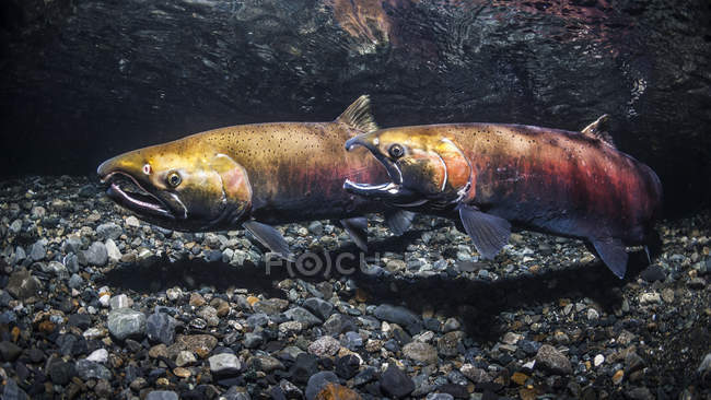 Usando uma postura de ameaça de gape, uma fêmea Coho Salmon (também conhecida como Silver Salmon, Oncorhynchus kisutch) desafia outra para os direitos de desova território em um córrego do Alasca durante o outono; Alaska, Estados Unidos da América — Fotografia de Stock