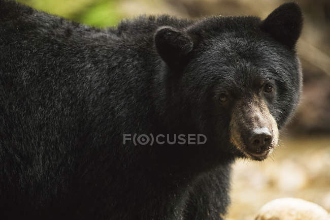 Close-up of a Black Bear (Ursus americanus), Great Bear Rainforest; Hartley Bay, British Columbia, Canadá - foto de stock