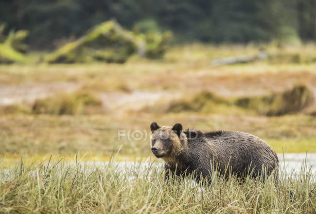 Медвежонок гризли (Ursus arctos horribilis), идущий по траве в тропическом лесу Большого Медведя; залив Хартли, Британская Колумбия, Канада — стоковое фото