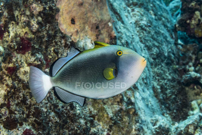 Pinktail Durgon (Melichthys vidua) que fue fotografiado bajo el agua mientras buceaba en la costa de Kona; Isla de Hawai, Hawai, Estados Unidos de América - foto de stock