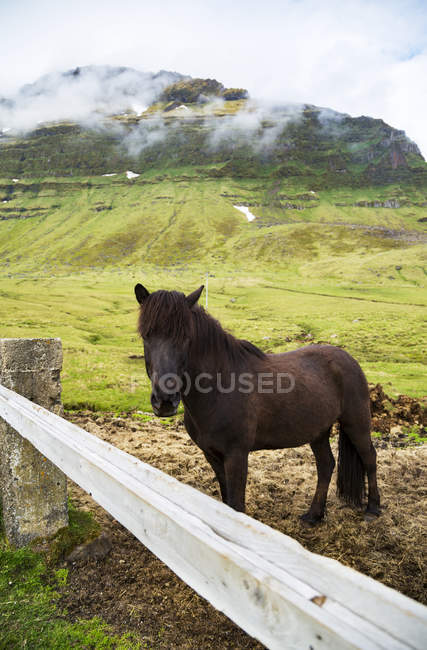 Um cavalo islandês está contra a cerca em um campo de agricultores com nuvens cobertas de picos vulcânicos no fundo; Islândia — Fotografia de Stock
