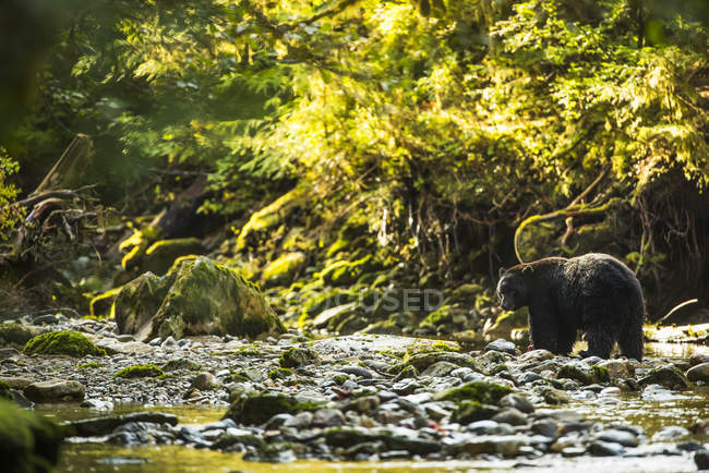 Oso negro (Ursus americanus) pescando en un arroyo en la selva tropical del Gran Oso; Hartley Bay, Columbia Británica, Canadá - foto de stock