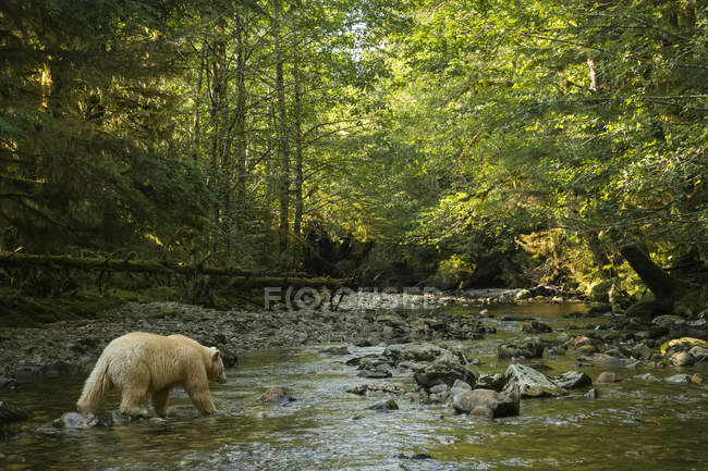 Spirit Bear, ou Kermode Bear (Ursus americanus kermodei) pêche dans la forêt tropicale Great Bear ; Hartley Bay, Colombie-Britannique, Canada — Photo de stock