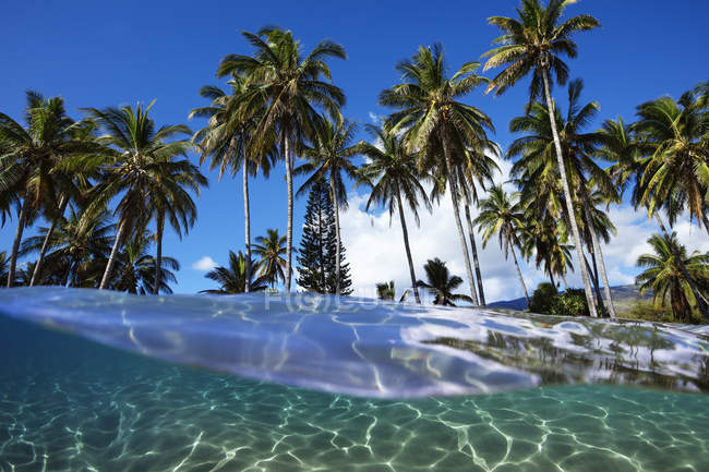 Split view mit Meer und Palmen, Lanai, Hawaii, Vereinigte Staaten von Amerika — Stockfoto
