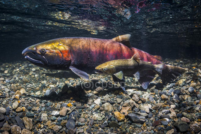 Female Coho Salmon, also known as Silver salmon (Oncorhynchus kisutch) being courted by a jack in an Alaskan stream during autumn; Alaska, United States of America — Stock Photo