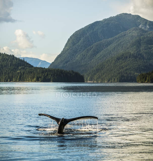 Humpback whale (Megaptera novaeangliae) trematode visto mentre la balena si sta tuffando; Hartley Bay, British Columbia, Canada — Foto stock