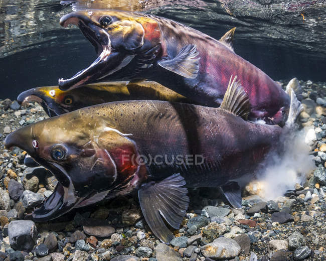 Coho Salmon, também conhecido como Silver Salmon (Oncorhynchus kisutch) no ato de desova em um córrego do Alasca durante o outono; Alaska, Estados Unidos da América — Fotografia de Stock
