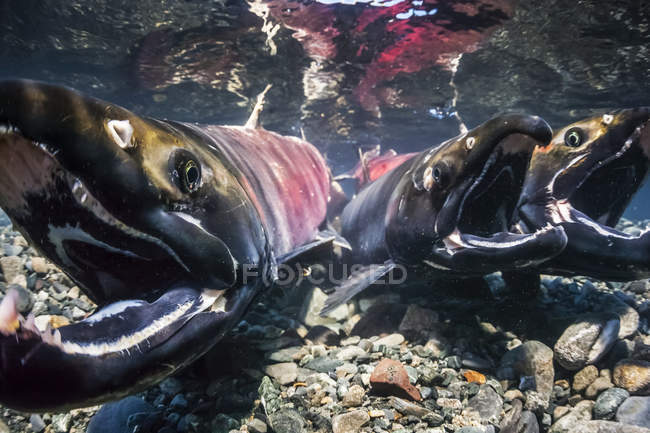 Coho Salmon, also known as Silver Salmon (Oncorhynchus kisutch) in the act of spawning in an Alaskan stream during autumn; Alaska, United States of America — Stock Photo