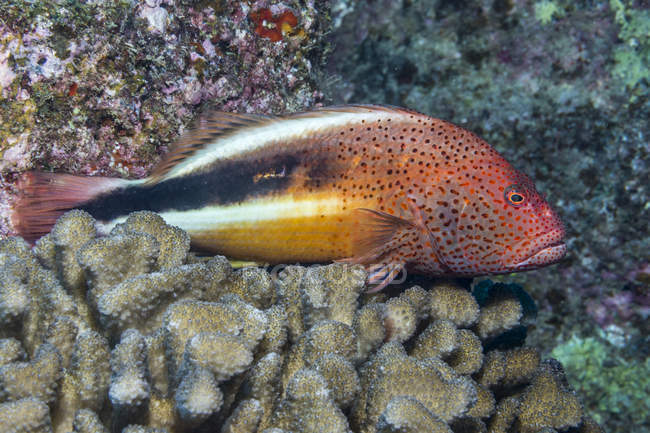 Ластовинні Hawkfish (Paracirrhites Морський котик) спирається на коралових кольорової капусти (Pocillopora meandrina) off Кауаї, Гаваї, протягом весни; Кауаї, Гаваї, США — стокове фото