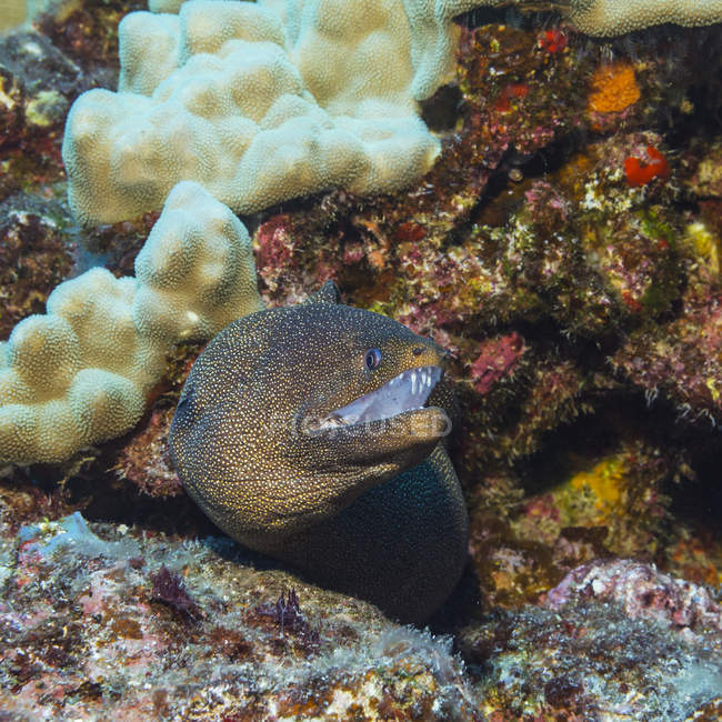 Whitemouth Moray Eel (Gymnothorax meleagris) emergiendo de su guarida de arrecifes en la isla Ni 'ihau, cerca de Kauai, Hawai, durante la primavera; Kauai, Hawai, Estados Unidos de América - foto de stock