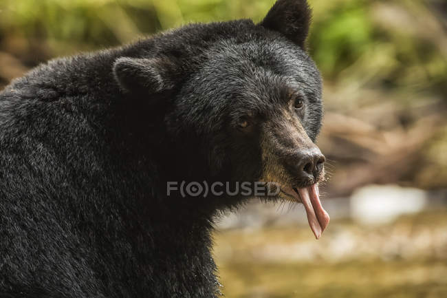 Primer plano de un oso negro (Ursus americanus) con su lengua sobresaliendo, Great Bear Rainforest; Hartley Bay, Columbia Británica, Canadá - foto de stock