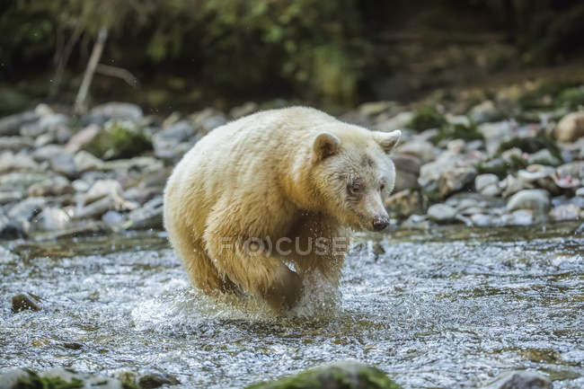 Urso Espírito, ou Urso Kermode (Ursus americanus kermodei) pesca na Grande Bear Rainforest; Hartley Bay, British Columbia, Canadá — Fotografia de Stock