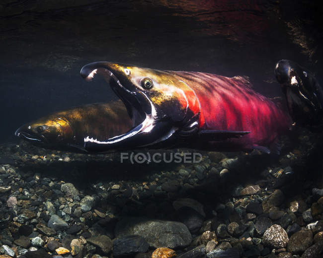Para encouage seu companheiro para spawn, um salmão masculino de Coho, sabido também como o salmão de prata (Oncorhynchus kisutch) gapes em um córrego de Alaskan durante o outono; Alaska, Estados Unidos da América — Fotografia de Stock